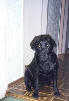 Лабрадор Перси 1 год (фото 3)