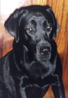 Лабрадор Перси 1 год (фото 1)